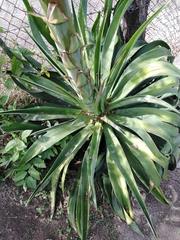 Agave desmettiana