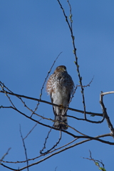 Accipiter striatus image