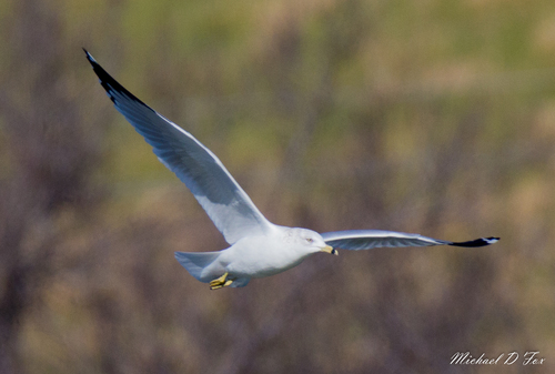Ring-billed Gull photographed in Texas