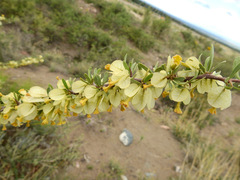 Bougainvillea spinosa