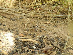 Schizocosa malitiosa