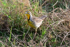 Macronyx aurantiigula