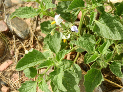 Solanum tweedianum