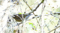 Pheugopedius maculipectus