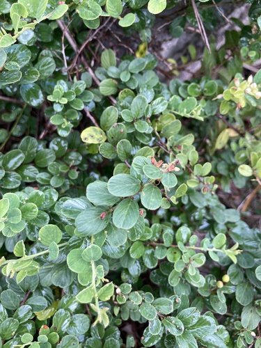 Berchemia lineata iNat (1)