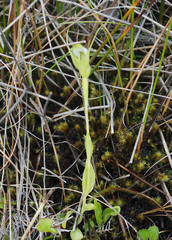 Pterostylis micromega