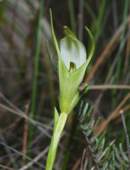 Pterostylis micromega