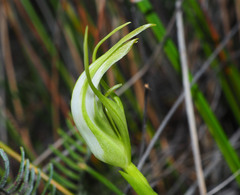 Pterostylis micromega