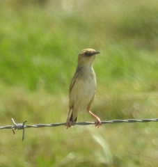 Cisticola cinnamomeus