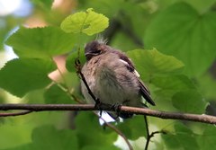 Fringilla coelebs