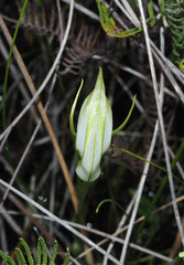 Pterostylis micromega