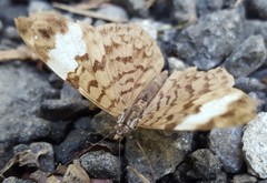 Ectima thecla thecla