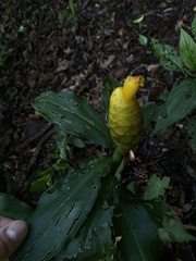 Costus wilsonii image