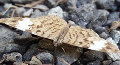 Ectima thecla thecla