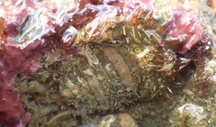 Placiphorella velata