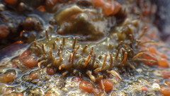 Placiphorella velata