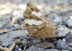 Ectima thecla thecla