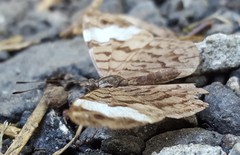 Ectima thecla thecla