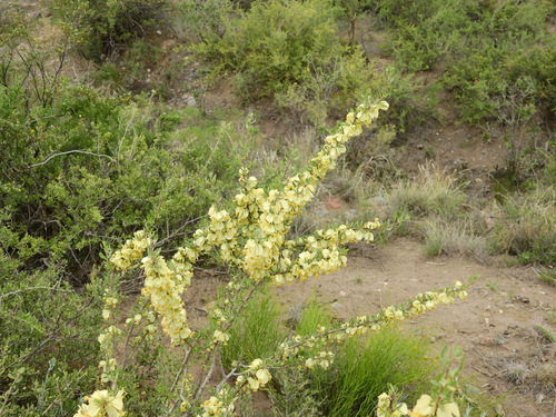 Bougainvillea spinosa (Bougainvillea spinosa)