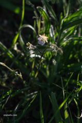 Pholistoma auritum arizonicum