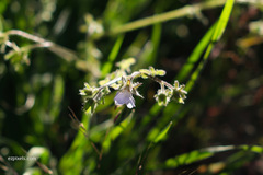 Pholistoma auritum arizonicum