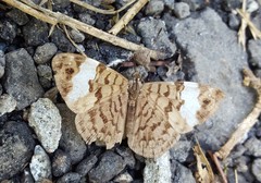 Ectima thecla thecla