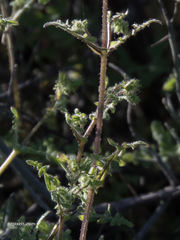 Pholistoma auritum arizonicum