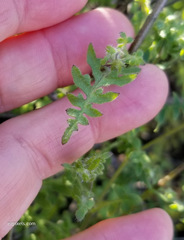 Pholistoma auritum arizonicum