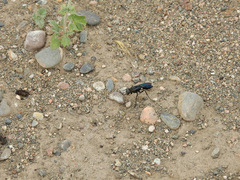 Stangeella cyaniventris