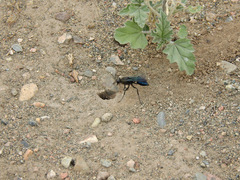 Stangeella cyaniventris