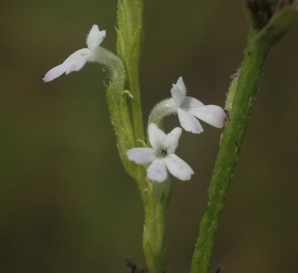 Striga squamigera