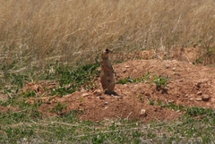 Cynomys parvidens