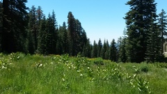 Veratrum californicum