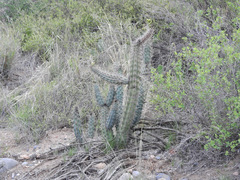 Cereus aethiops