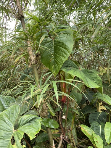 Philodendron nanegalense