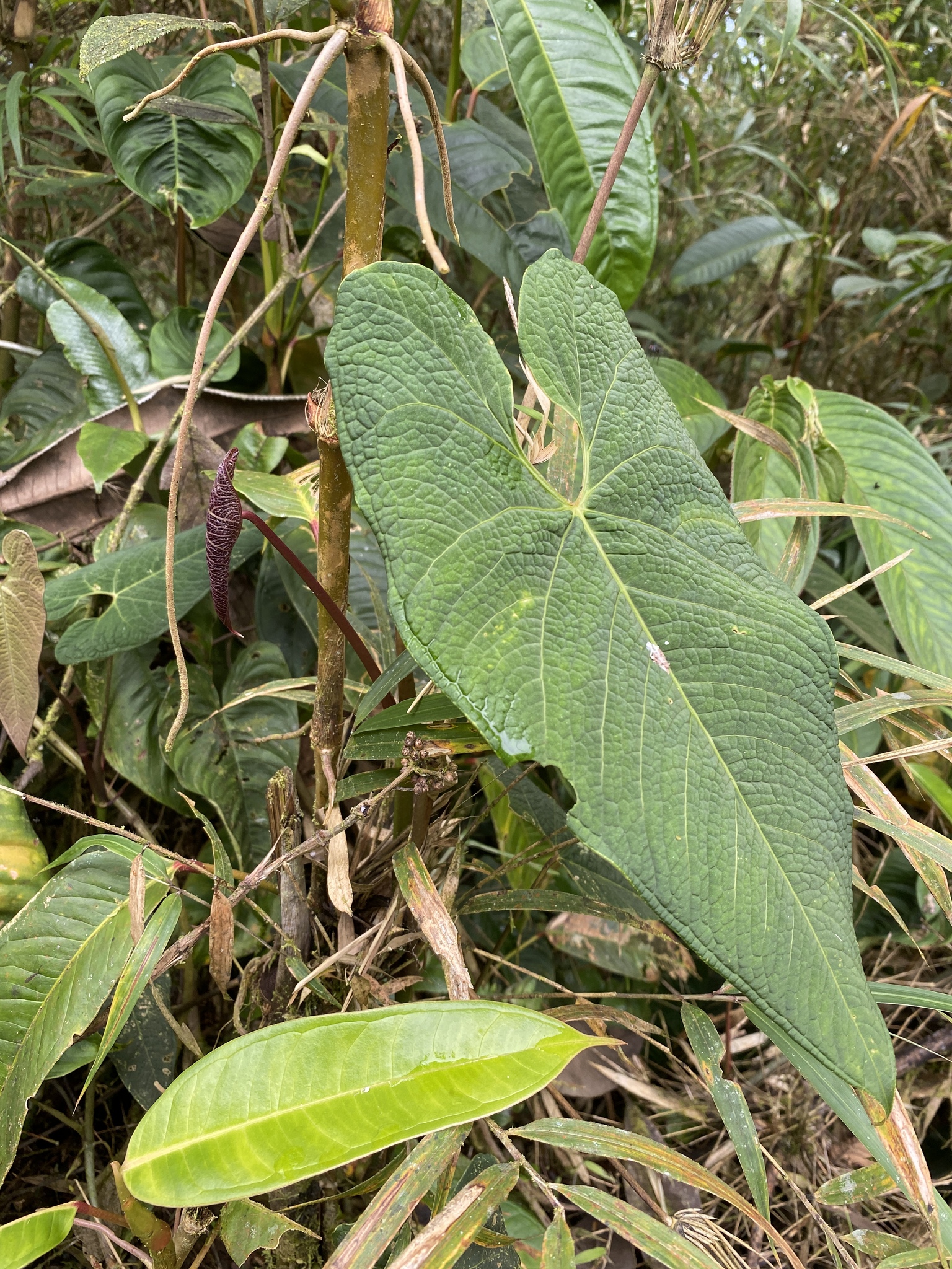 Anthurium exstipulatum  iNaturalist