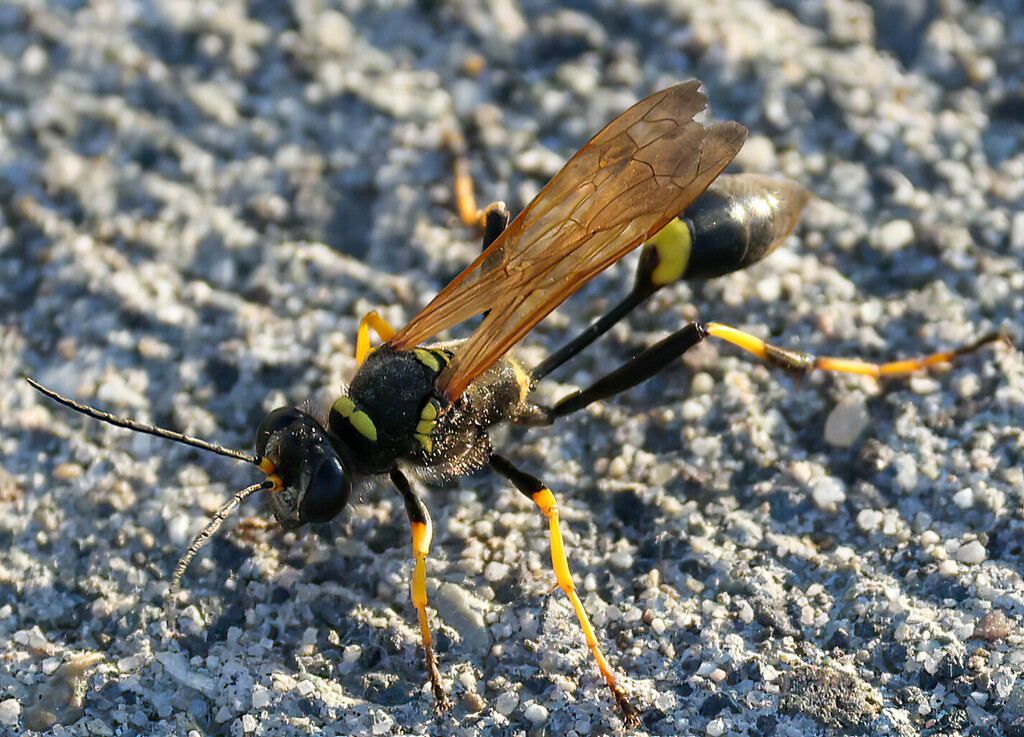 Yellow-legged Mud-dauber Wasp from Richland, WA, USA on June 28, 2023 ...