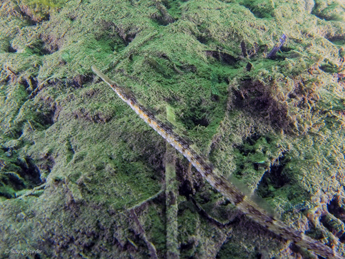 Greater Pipefish, photo 2 of 7
