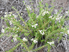 Acantholippia seriphioides