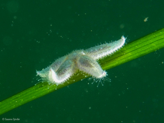 Common Starfish