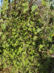 Plagianthus
