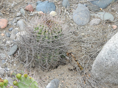 Echinopsis leucantha