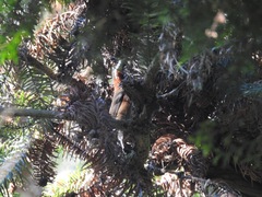 Pomatorhinus musicus