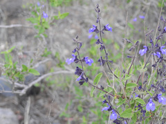 Salvia cuspidata