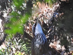 Pomatorhinus musicus