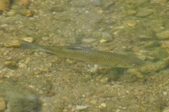 Vardar Chub photo 2