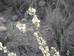 Bougainvillea spinosa