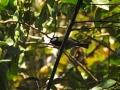 Parus monticolus