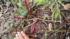 Stryphnodendron pumilum