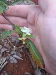Eugenia involucrata